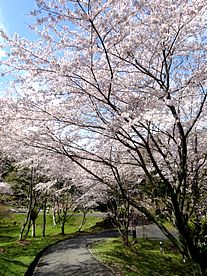 ʏ钬(ʏ钬) 