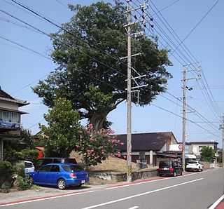 쑺(TRs) 