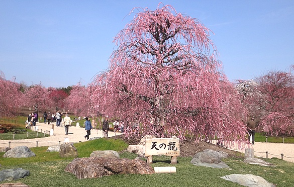 鎭̐X뉀(鎭s) 