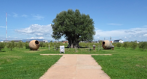 �i�K�V�}�t�@�[���O(�K���s) ����