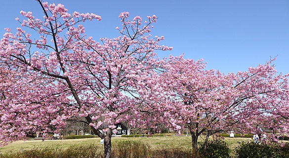 ���̗�(���É��s) ����